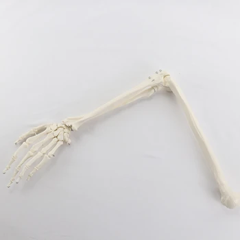 1:1 Костная модель кости взрослого человека Кость верхней конечности Кость руки и лучевой кости Студенты и мануальные терапевты Расходные материалы