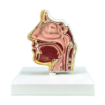 Анатомическая модель носа и строения носовой полости человека Медицинские учебные материалы