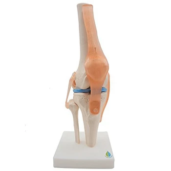 Анатомическая модель скелета коленного сустава Обучающая модель коленного сустава человека с моделью связок, в натуральную величину