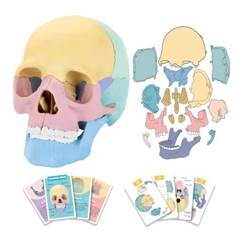 Анатомическая модель черепа, Анатомическая головоломка с анатомией человека, Съемная мини-модель человеческого черепа, Клиническое обучение