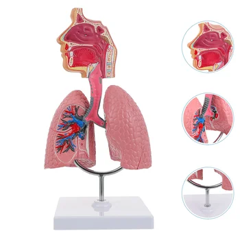 Модель анатомии легких Система обучения Модель дисплея человека Школа легких Анатомическое сердце Образовательная носовая игрушка