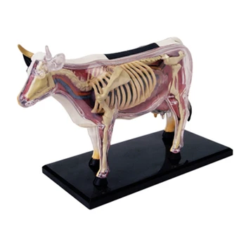 Модель анатомии органов животных 4D Интеллект коровы Сборка игрушки Обучение анатомии Модель DIY Научно-популярные приборы