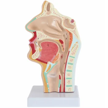 Модель Анатомия Анатомическая Голова Человека Горло Нос Медицинское Обучение Исследование Полости Рта Научное Оральное Полуглотка Секция Мод