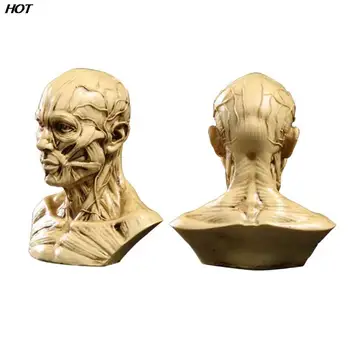 Мышечный скелет человека Модель головы Мышечная голова Анатомия черепа Скульптура Эскиз Медицинские учебные материалы