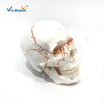 Цифровая модель анатомии черепа с меткой шовной головки